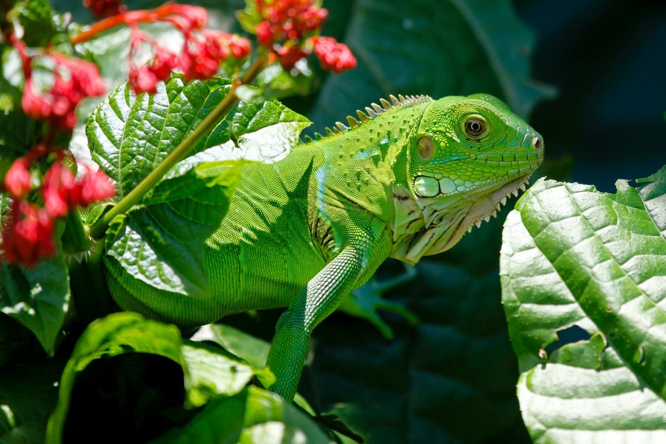  Žalioji iguana yra iš iguanų šeimos. Ji turi gražią žalią spalvą.